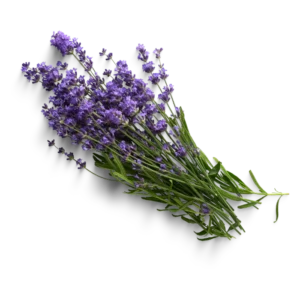 Lavendel-Pflanzen