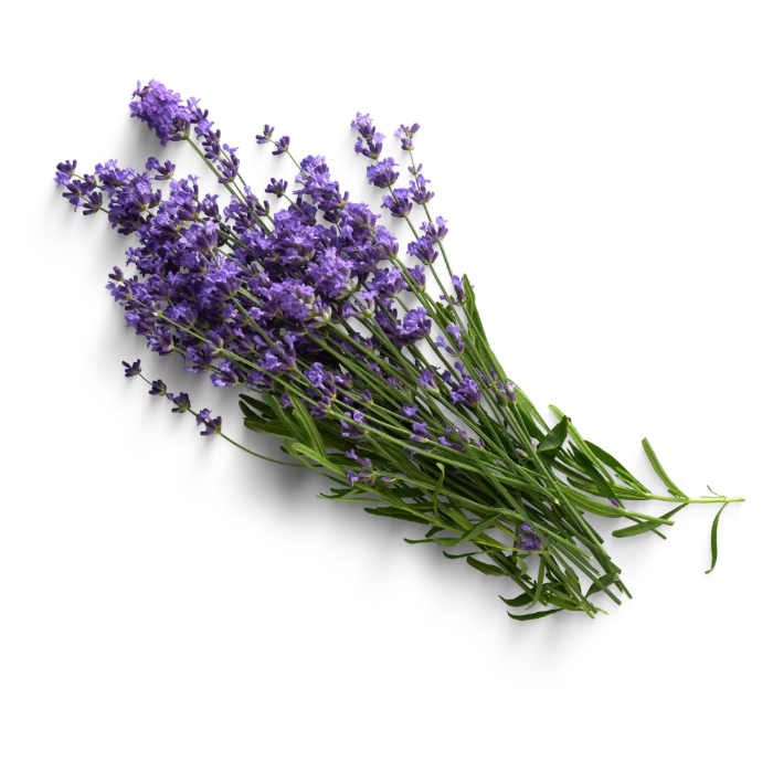 Lavendel-Pflanzen